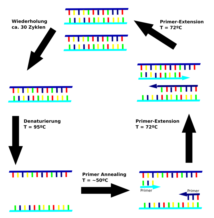Ablauf der PCR. DNA kann in vitro milliardenfach vervielfältigt werden.