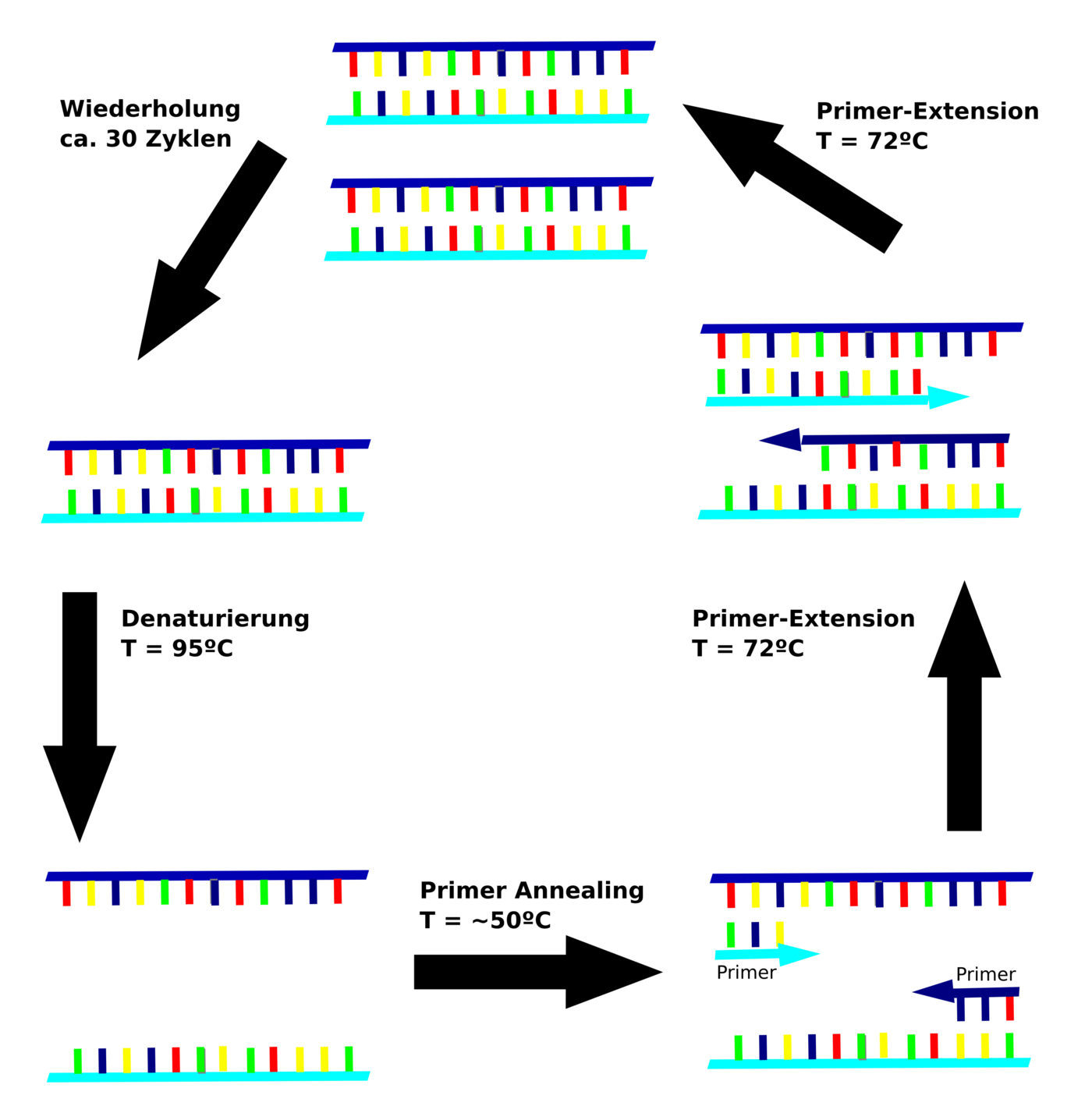 Methode Polymerase Ketten Reaktion Online Kurse