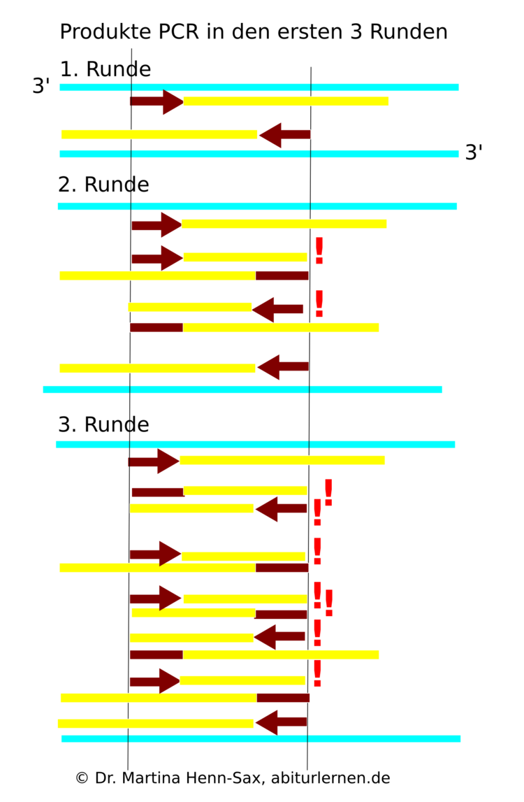 Produkte der PCR. Gezeigt sind die Replikationsvorgänge der ersten drei Runden. Es werden insegsamt 30 - 45 PCR-Runden durchgeführt!