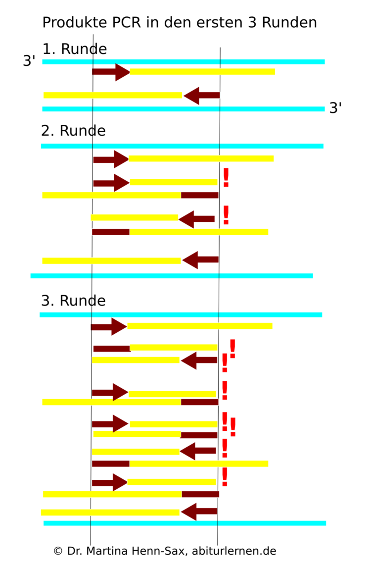 Produkte der PCR. Gezeigt sind die ReplikationsvorgÃƒÂ¤nge der ersten drei Runden. Es werden insegsamt 30 - 45 PCR-Runden durchgefÃƒÂ¼hrt!