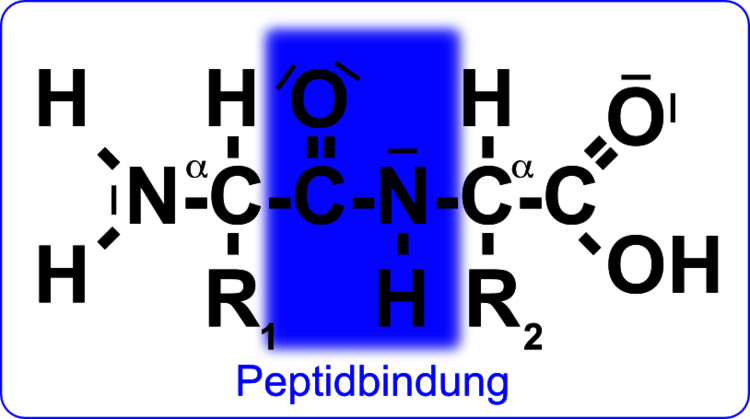 Peptidbindung. Gezeigt ist ein Dipeptid, gebildet aus zwei Aminosäuren. Die Proteinkette wird vom N-Terminus (Aminogruppe) zum C-Terminus hin gebildet (Säuregruppe). Peptidbindung. Gezeigt ist ein Dipeptid, gebildet aus zwei Aminosäuren. Die Proteinkette wird vom N-Terminus (Aminogruppe) zum C-Terminus hin gebildet (Säuregruppe).