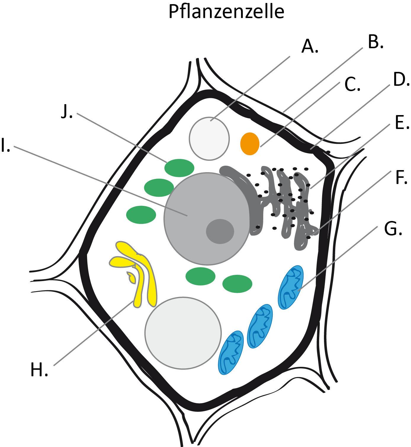 Diese Zelle Ist Mit Der Spaltenformel Inkonsistent Eukaryontenzelle - Zytologie - Abitur-Vorbereitung
