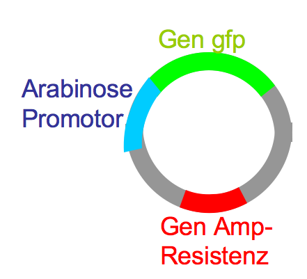 pGlo -> neben der Geninformation für das Green Fluoreszent Protein findet sich der Arabinosepromotor und ein Gen für die Ampicillin-Resistenz. pGlo -> neben der Geninformation für das Green Fluoreszent Protein findet sich der Arabinosepromotor und ein Gen für die Ampicillin-Resistenz.