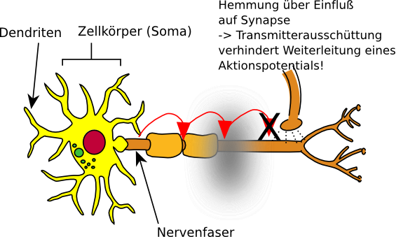 PrÃƒÂ¤synaptische Hemmung. Unterbindet die Signalweiterleitung vor der Synapse.