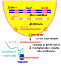 Eukaryoten m�ssen ihre mRNA erst spleissen, bevor diese als Vorlage f�r die Proteinbiosynthese eingesetzt werden kann. Aus der pr�-m-RNA oder hnRNA wird die