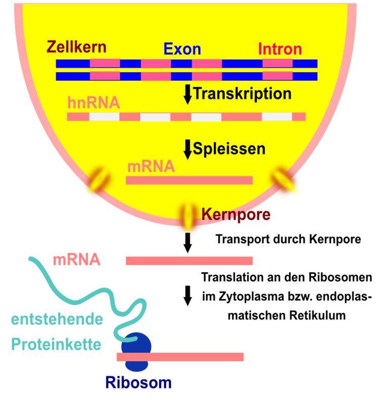 Eukaryoten mssen ihre mRNA erst spleissen, bevor diese als Vorlage fr die Proteinbiosynthese eingesetzt werden kann. Aus der pr-m-RNA oder hnRNA wird die