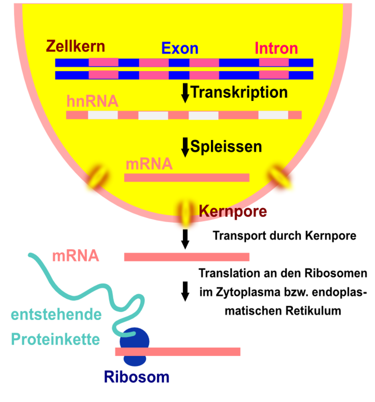 Eukaryoten mÃƒÂ¼ssen ihre mRNA erst spleissen, bevor diese als Vorlage fÃƒÂ¼r die Proteinbiosynthese eingesetzt werden kann. Aus der prÃƒÂ¤-m-RNA oder hnRNA wird die