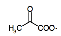 Abbildung 1-1: Pyruvat ist ein zentraler Punkt. Hier laufen Kohlenhydrat- und Aminosäurestoffwechsel zusammen. Je nach den äußeren Bedingungen wird entschieden, ob der weitere Stoffwechsel anaerob oder aerob arbeiten soll.