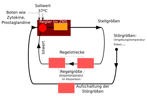 Regelkreis: Themoregulation des Menschen