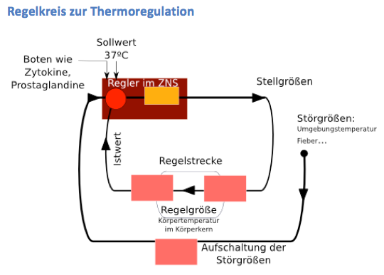 Themoregulation des Menschen