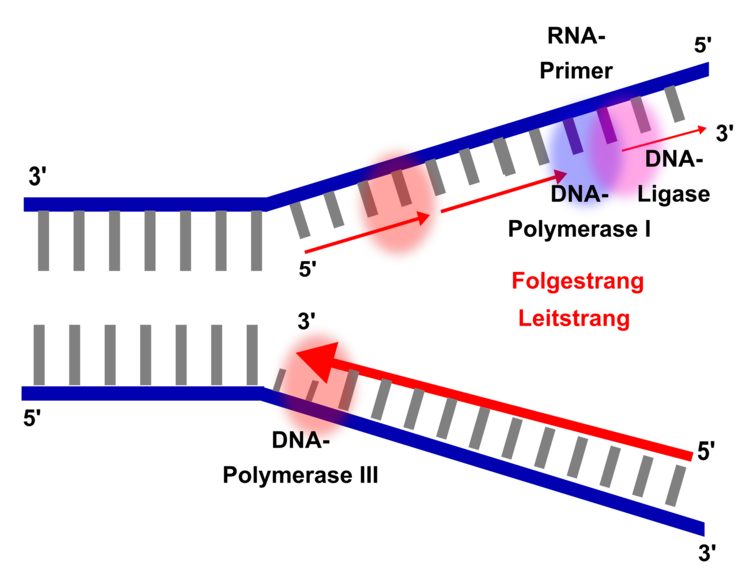 DNA-Replikation, Schema