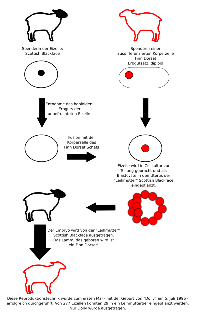 Das Klonschaf Dolly wurde ÃƒÂ¼ber reproduktives Klonen erzeugt.