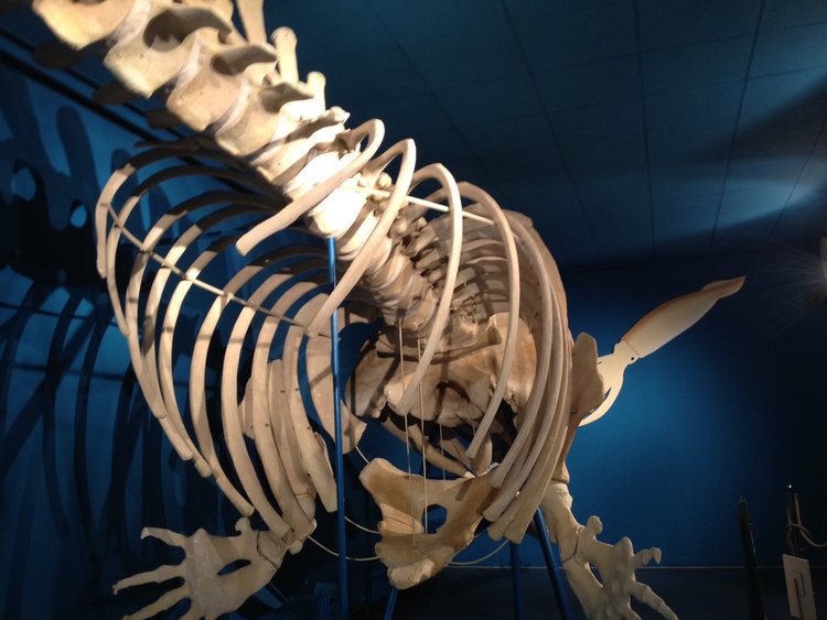 Skelett eines Pottwal. Gezeigt ist der Rippenbogen. (Aufnahme aus dem Zoologischen Museum der Universität Göttingen)