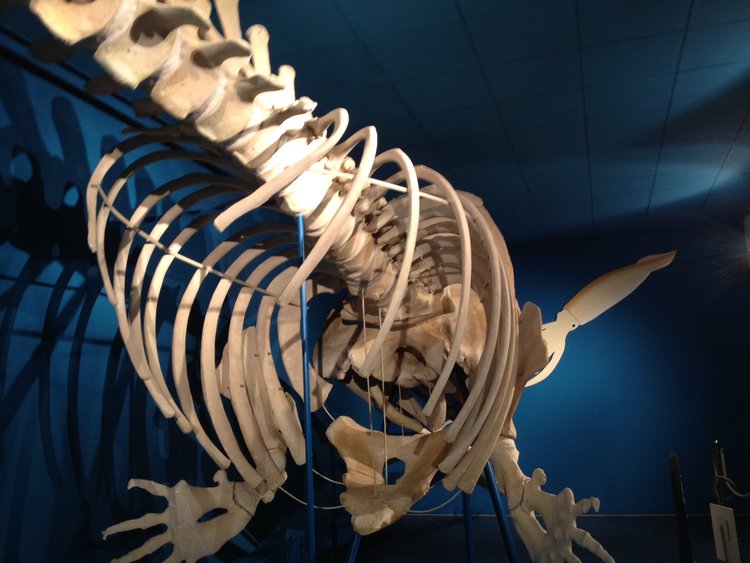 Skelett eines Pottwal. Gezeigt ist der Rippenbogen. (Aufnahme aus dem Zoologischen Museum der Universität Göttingen) Skelett eines Pottwal. Gezeigt ist der Rippenbogen. (Aufnahme aus dem Zoologischen Museum der Universität Göttingen)
