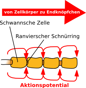 Erregungsweiterleitung erfolgt saltatorisch. Aktionspotentiale werden nur an den SchnÃƒÂ¼rringen ausgelÃƒÂ¶st.