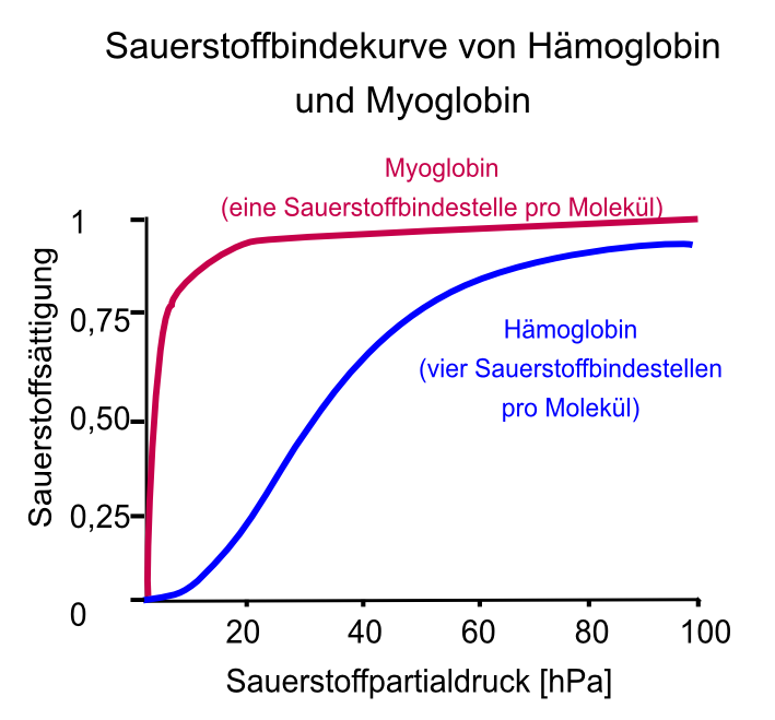 Sauerstoff ist schlecht wasserlslich und kann deshalb nur mithilfe des Transporters Hmoglobin durch den Organismus ?geschleift? werden. Nur ca. 3 ml Sauerstoff sind pro Liter Blutplasma lslich, transportiert werden aber ca. 200 ml O2/l Blutplasma.  Die Sauerstoffaufnahme hngt vom Partialdruck ab. Ist dieser wie in den Lungen hoch, wird O2 aufgenommen. Ist der Sauerstoffpartialdruck niedrig, so wird O2 ins Gewebe abgegeben.