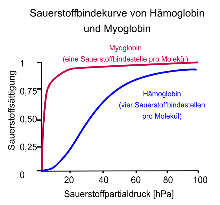 Sauerstoff ist schlecht wasserlÃ¶slich und kann deshalb nur mithilfe des Transporters HÃ¤moglobin durch den Organismus ?geschleift? werden. Nur ca. 3 ml Sauerstoff sind pro Liter Blutplasma lÃ¶slich, transportiert werden aber ca. 200 ml O2/l Blutplasma.  Die Sauerstoffaufnahme hÃ¤ngt vom Partialdruck ab. Ist dieser wie in den Lungen hoch, wird O2 aufgenommen. Ist der Sauerstoffpartialdruck niedrig, so wird O2 ins Gewebe abgegeben.