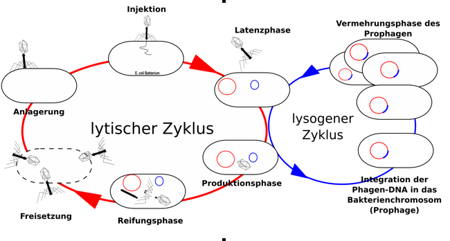 Vermehrungszyklus von Phagen.