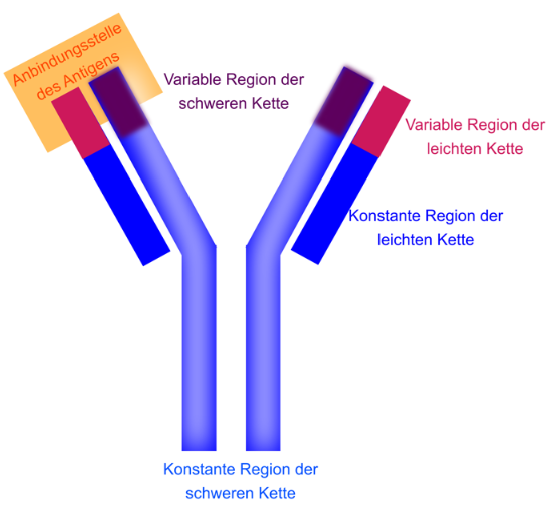 Bau Immunglobulin Bau Antikörper