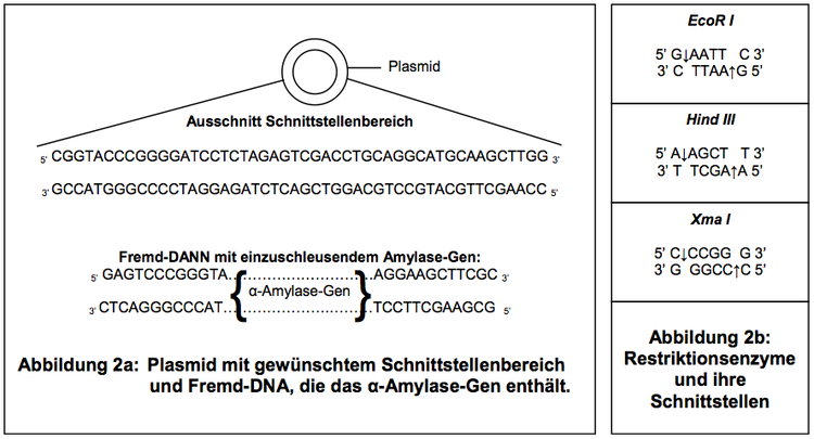 Abbildungen 2a und 2b. Plasmid und Amylase-Gen, sowie Schnittstellen der Restriktionsenzyme.