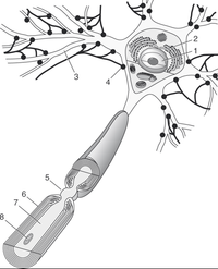 Abbildung 1: Nervenzelle