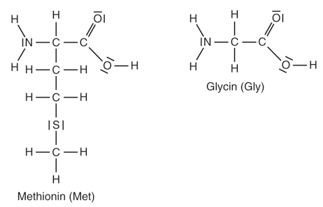 Abbildung 4: Strukturformeln zweier Aminosäuren