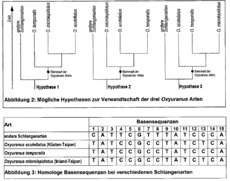 MÃƒÂ¶gliche Hypothesen zur Verwandtschaft der drei Oxyuranus Arten.