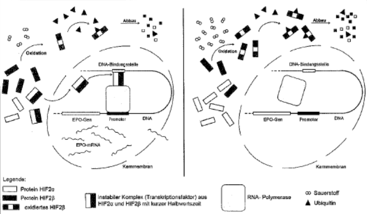 Regulation der Expression des EPO-Gens in Nierenzellen.