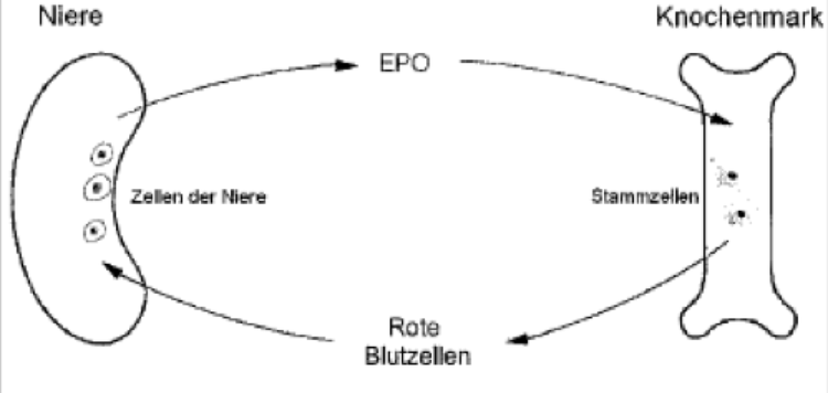 Regulation der Anzahl der roten Blutzellen im Organismus.