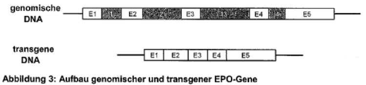 Aufbau genomischer und transgner EPO-Gene.