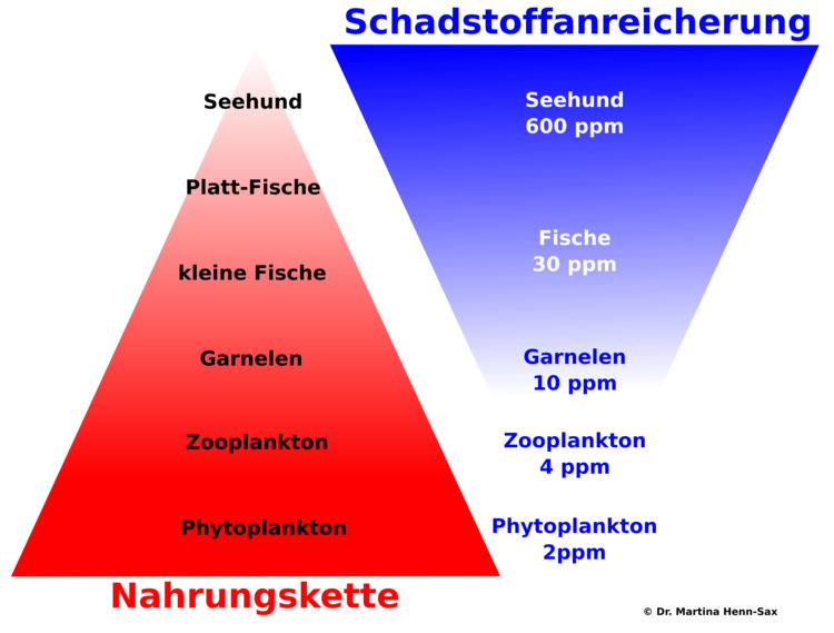 Abbildung 1. Links: Nahrungskette von Phytoplankton bis zum Seehund an ihrer Spitze. Pro Tag benötigt der Seehund umgerechnet ca. 1,5 Milliarden Planktontiere, um zu überleben. Rechts: Schadstoffe reichern sich über die Nahrungskette an. Pro Kilogramm Phytoplankton findet man 2 ppm Schadstoffe, pro Kilogramm Seehund bereits 600 ppm!