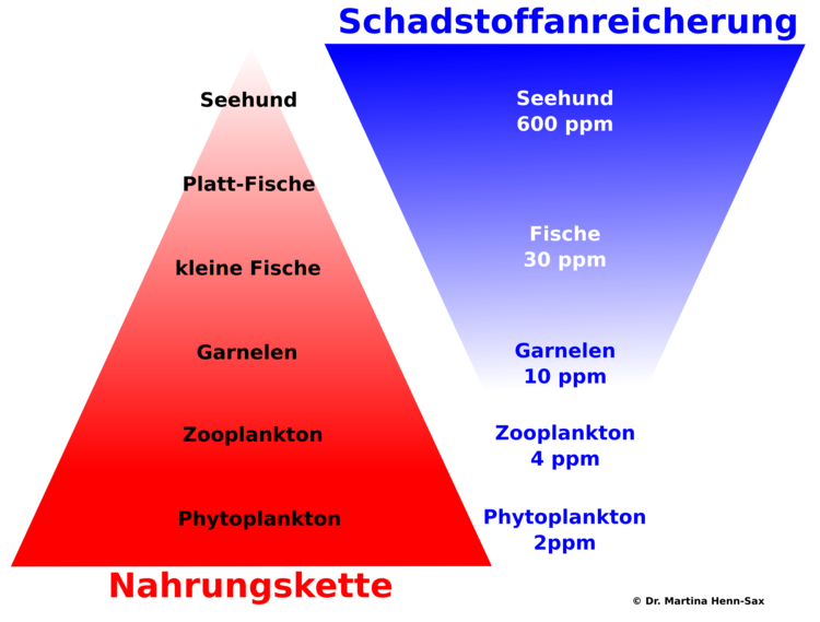 Abbildung 1. Links: Nahrungskette von Phytoplankton bis zum Seehund an ihrer Spitze. Pro Tag benÃ¶tigt der Seehund umgerechnet ca. 1,5 Milliarden Planktontiere, um zu Ã¼berleben. Rechts: Schadstoffe reichern sich Ã¼ber die Nahrungskette an. Pro Kilogramm Phytoplankton findet man 2 ppm Schadstoffe, pro Kilogramm Seehund bereits 600 ppm!