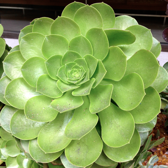 Sempervivum gesehen in San Francisco.