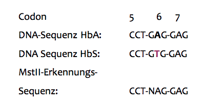 Erkennungssequenz MstII