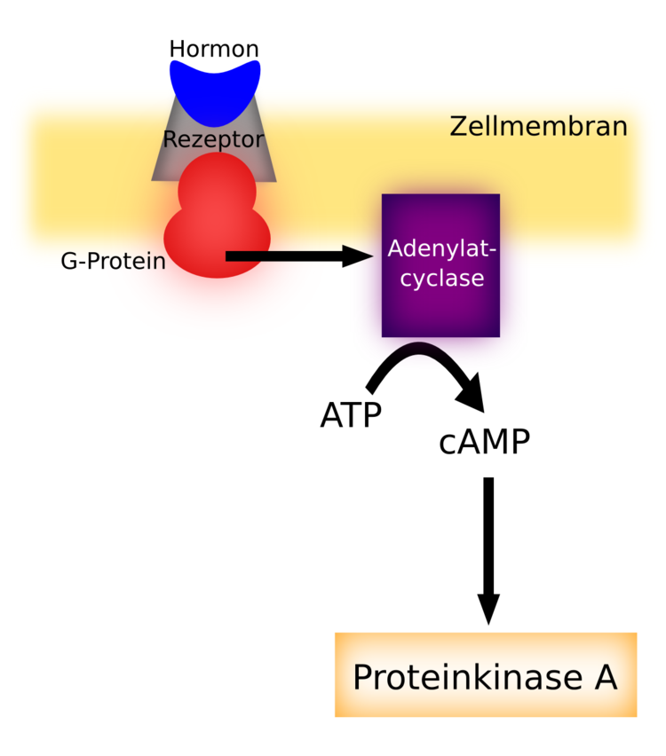 second messenger ber cAMP und Adenylatcylase