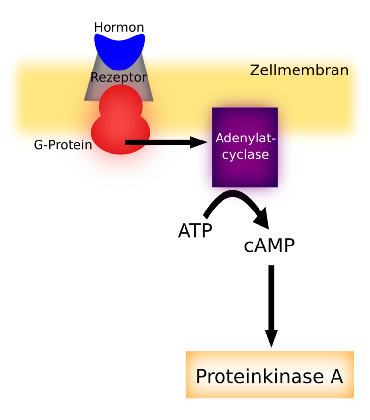 second messenger Ã¼ber cAMP und Adenylatcylase