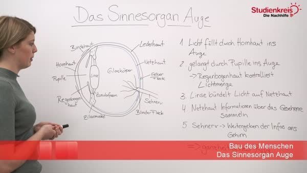 Das Sinnesorgan Auge Aufbau Und Funktion