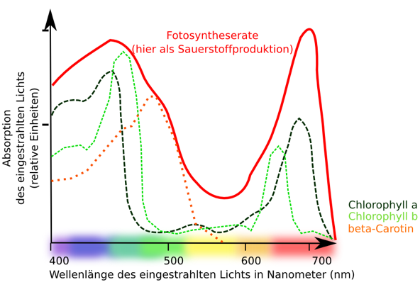 Absorptionsspektrum von Chlorphyll a und b. Maxima sind bei 430/490 sowie 650/680nm zu finden. Der Bereich von 500 bis 650 nm wird nicht absorbiert.