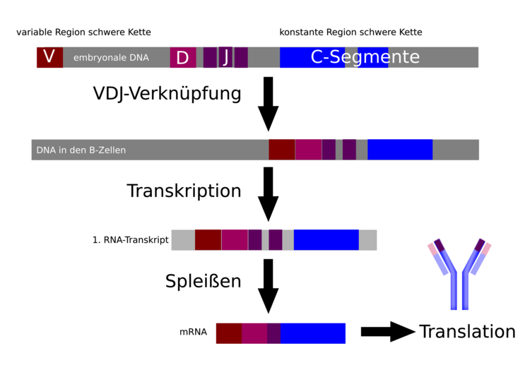 Vielfalt der Immunglobuline