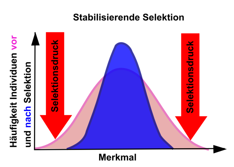 Stabilisierende Selektion