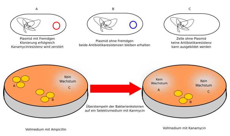 Stempeltechnik: Prüfen auf vorhandene Antibiotikaresistenzen