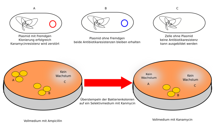 Stempeltechnik: PrÃƒÂ¼fen auf vorhandene Antibiotikaresistenzen