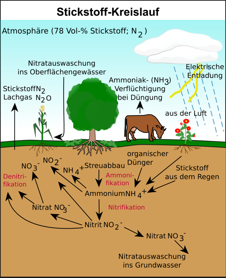 Stickstoffkreislauf: N2 kann nicht direkt von Pflanzen aufgenommen werden! Ammonium, Nitrit und Nitrat hingegen schon. Details des Stickstoffkreislaufs im Text.