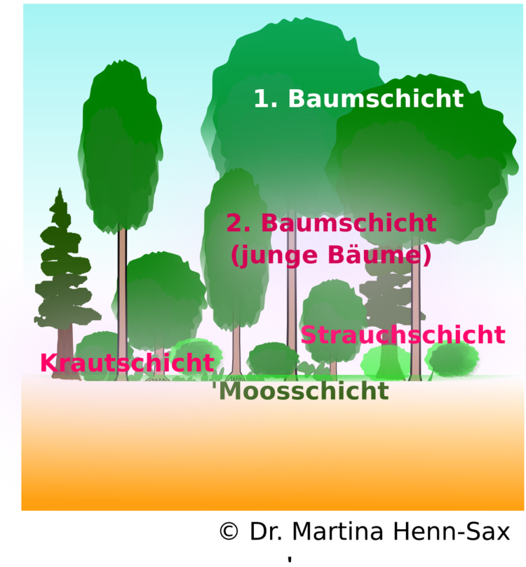 Stockwerksaufbau eines Laub(Misch)waldes. Unterste Ebene: Moosschicht fehlt meist, da Moos den herbstlichen Laubabwurf und die folgende Ãberschichtung mit Laub nicht vertrÃ¤gt. Moos findet sich meist nur auf BaumstÃ¼mpfen und Steinen. DarÃ¼ber liegt die Krautschicht, mit krautigen Waldpflanzen wie z.B. BuschwindrÃ¶schen und Sternmiere bzw. GrÃ¤ser. Dann folgt die Strauchschicht mit Jungwuchs von Buchen, Hainbuchen und Fichten, darÃ¼ber die Baumschicht mit Eichen, Buchen, Hainbuchen, Fichten. Der Stockwerksbau entspicht den LichtbedÃ¼rfnissen. Die Baumschicht fÃ¤ngt das volle Sonnenlicht ab, alle anderen Schichten erhalten nur das ?durch die LaubblÃ¤tter? gelangte Lichtmenge.