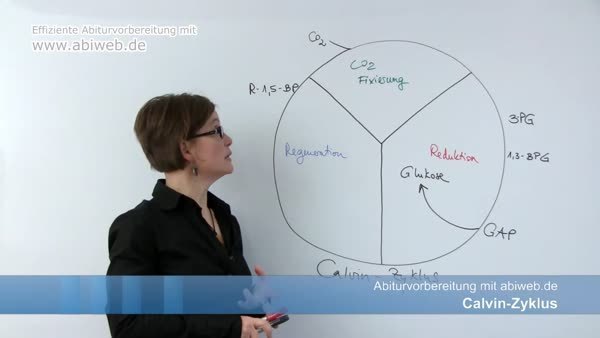 Sekundarvorgange Der Fotosynthese Stoffwechsel
