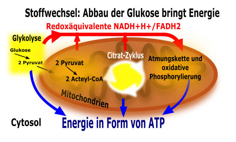 Vorgänge der Zellatmung. Die Glykolyse ist im Zytoplasma lokalisiert, alle der oxidativen Decarboxylierung nachfolgenden Schritte erfolgen in den Mitochondrien.