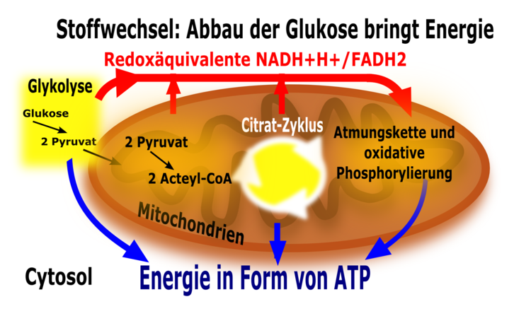 VorgÃƒÂ¤nge der Zellatmung. Die Glykolyse ist im Zytoplasma lokalisiert, alle der oxidativen Decarboxylierung nachfolgenden Schritte erfolgen in den Mitochondrien.