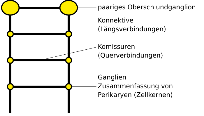 Modell eines Strickleiternervensystems