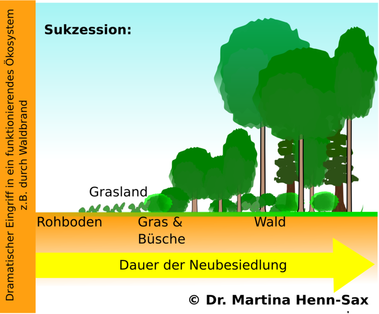 Abbildung 11. Beispiel einer Sukzession. Der Lebensraum bleibt solange konstant, bis sich das Ökosystem durch einen externen Faktor wie einem Waldbrand verändert. Es kommt zur Neubesiedelung. Das Ökosystem ?reift? neu heran. Diese Abbildung zeigt die Abfolge einer Neubesiedlung eines gerodeten Waldgebietes. Die Primärsukzession beginnt relativ zügig nach Eintritt der Störung (Zerstörung). Hierbei wird das unbelebte Gebiet neu besiedelt. Starter (= Pioniere) sind dabei meist Prokaryoten, gefolgt von Moosen und Flechten, welche dann von Kräutern und Gräsern abgelöst werden. Dies passiert in einem Zeitraum von bis zu 20 Jahren. Ist Bodenmaterial gebildet, können auch anspruchsvollere Organismen wie Büsche und Bäume nachfolgen (Sekundärsukzession). Der Zeitraum ist mit 20?100 Jahren relativ lang!
