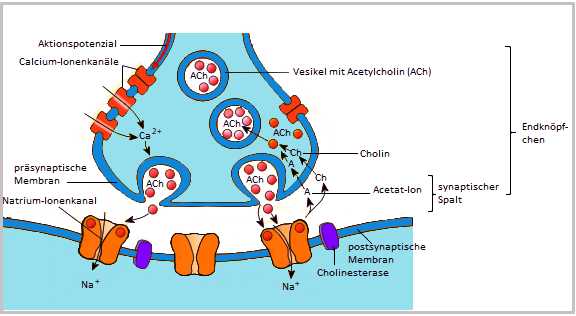 Aufbau und Vorgänge einer Synapse